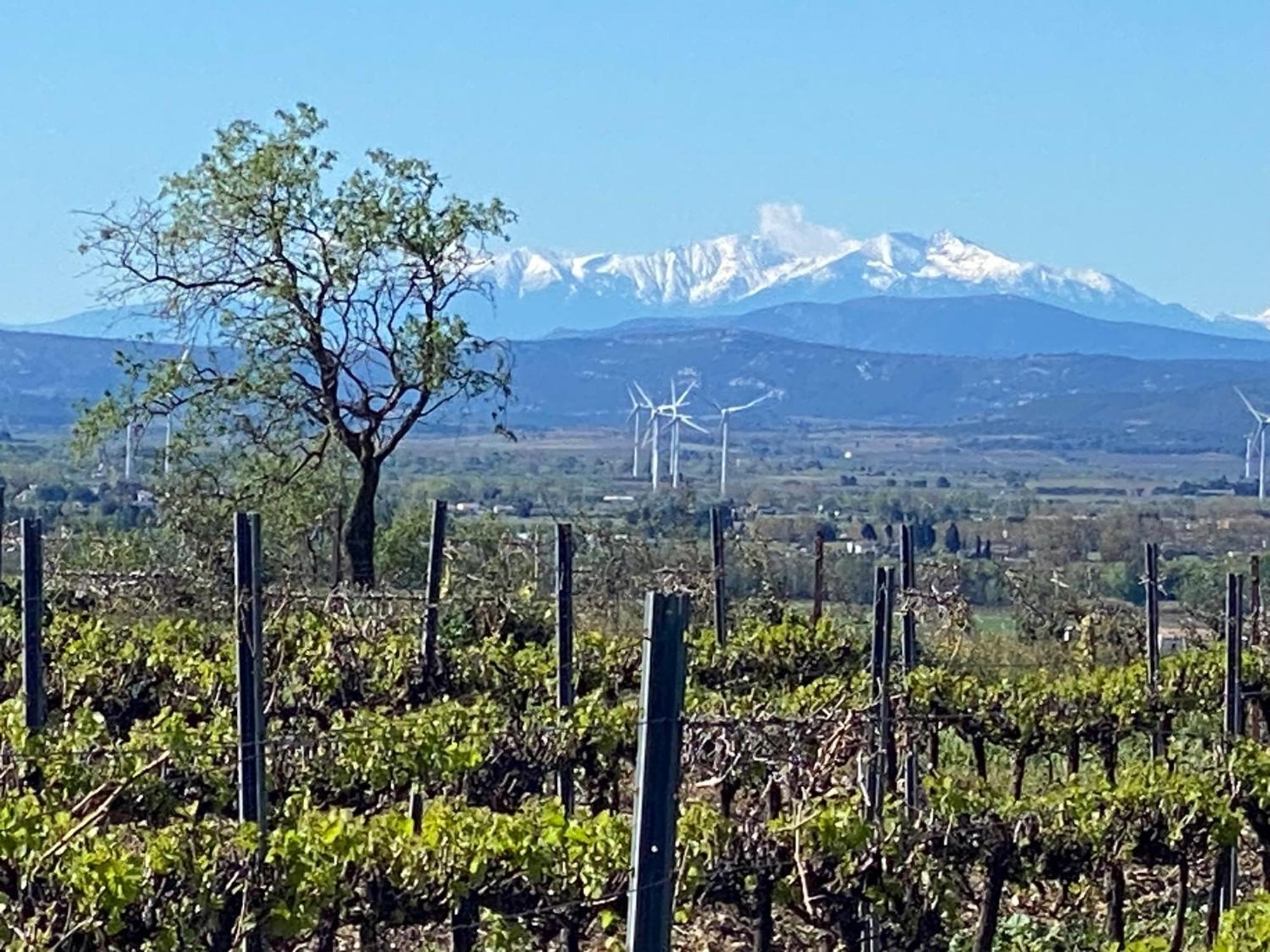 Maison Du Midi, 2 Gites De Charme Ginestas Exteriör bild