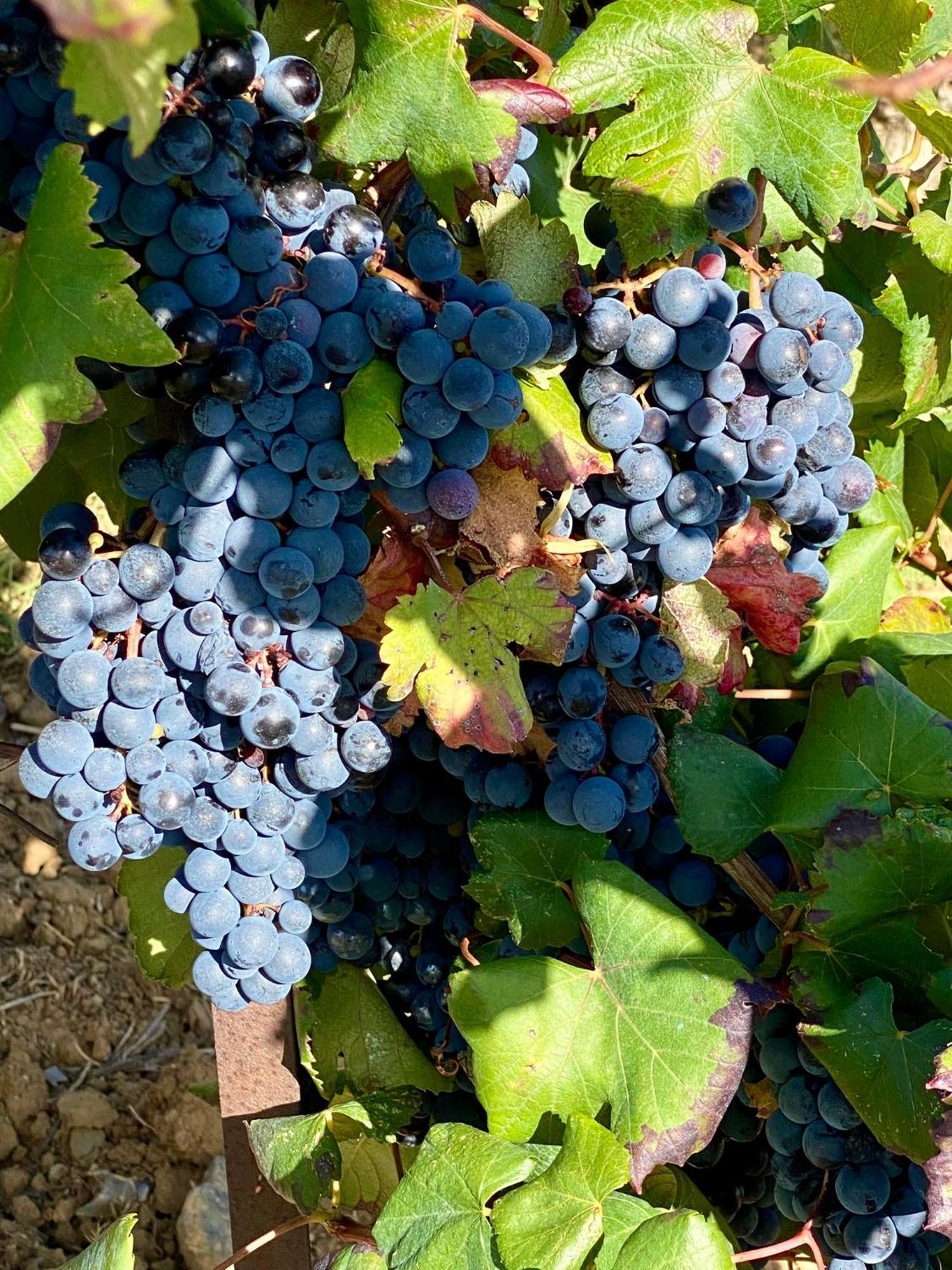Maison Du Midi, 2 Gites De Charme Ginestas Exteriör bild