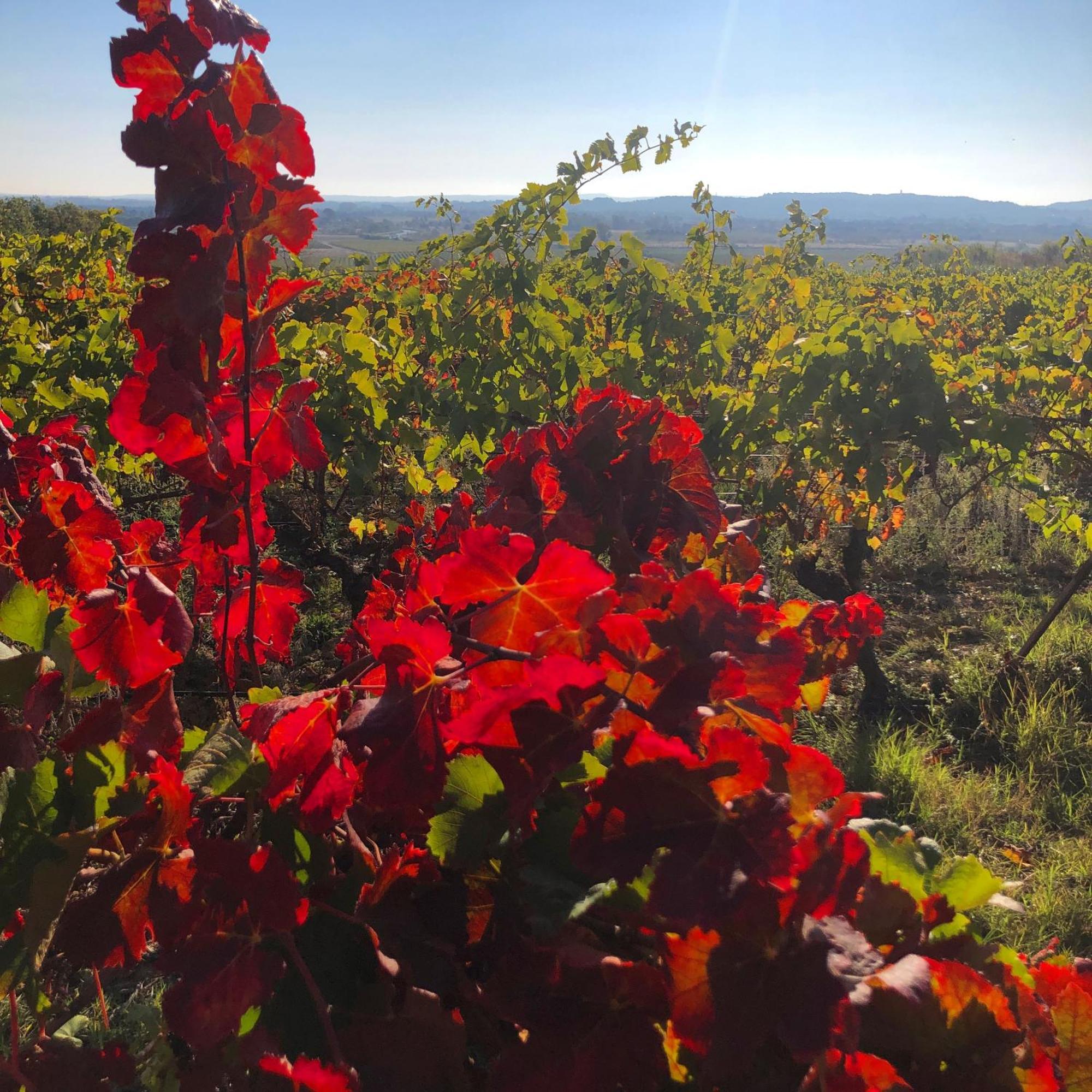 Maison Du Midi, 2 Gites De Charme Ginestas Exteriör bild